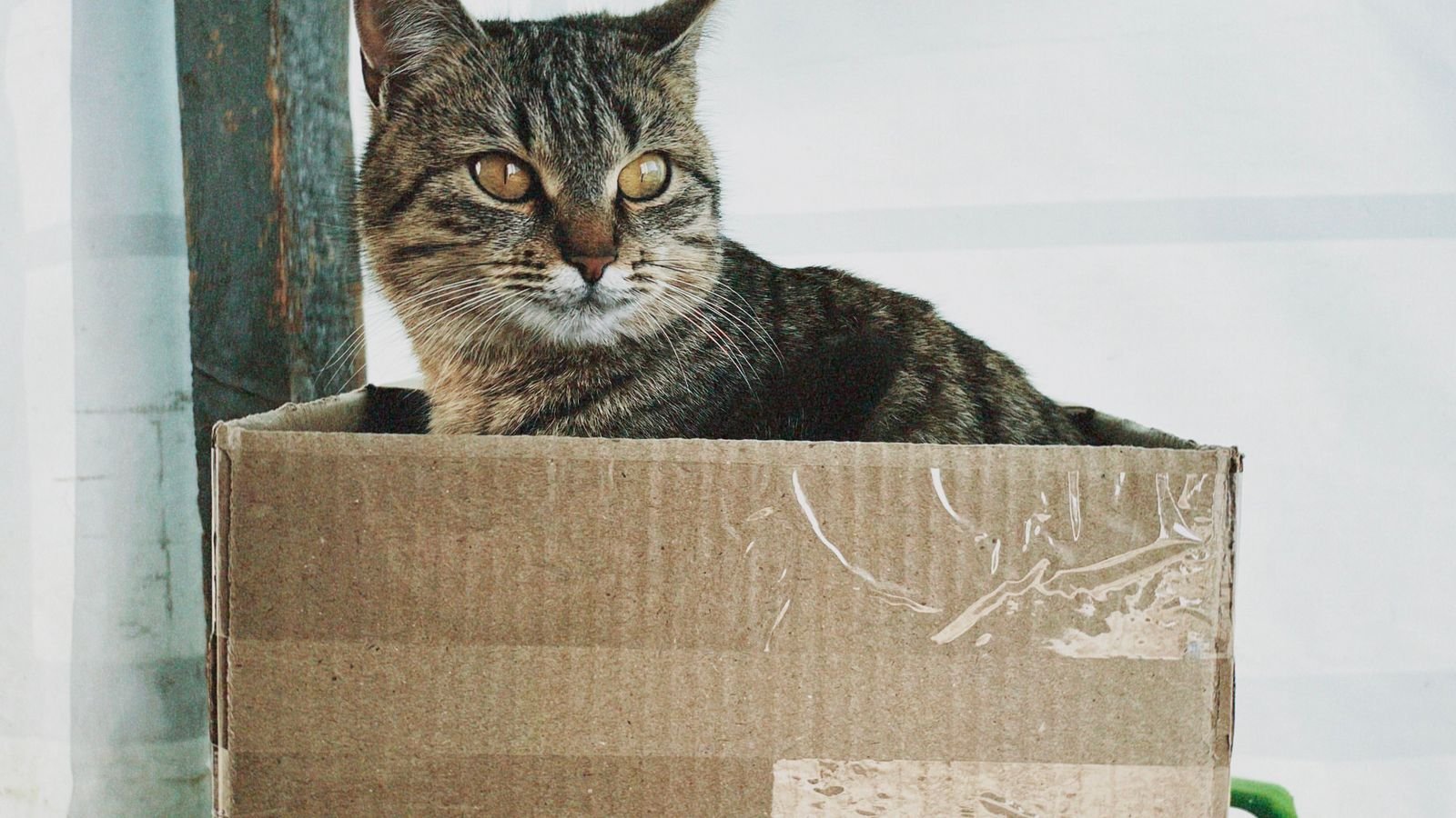 Tabby cat resting in a cardboard box