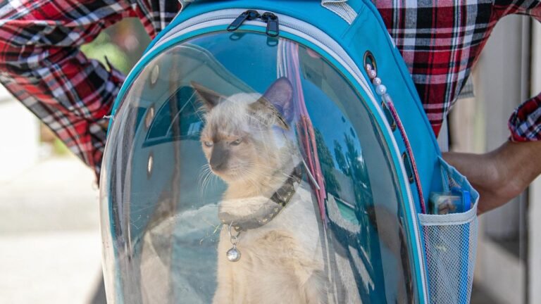 Cat travelling in a pet carrier
